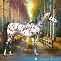 Horse Color:Bay Appaloosa