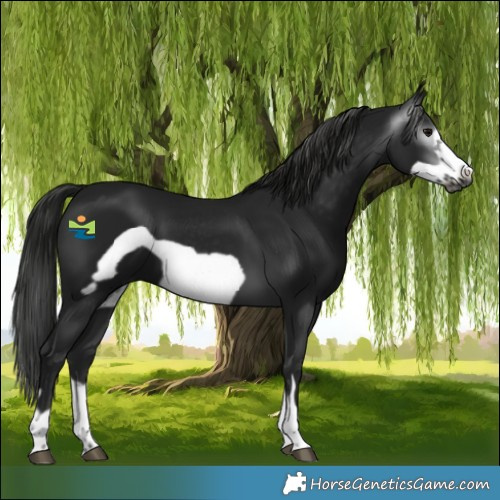 Horse Color:Gray Black Frame