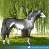 Horse Color:Gray Black Frame 