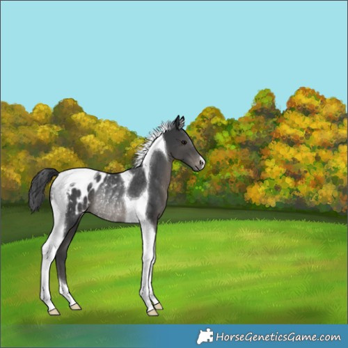 Horse Color:Black Tobiano Appaloosa Rabicano 