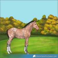 Horse Color:Bay Ice Rabicano