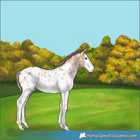 Horse Color:Red Dun Ice Sabino Splash Appaloosa