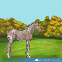Horse Color:Silver Black Ice Rabicano