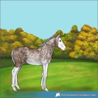 Horse Color:Silver Black Ice Splash
