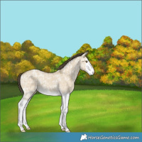 Horse Color:Classic Cream Champagne Ice Dun Splash