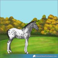 Horse Color:Black Ice Tobiano Blanket Rabicano