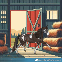 Horse Color:Black Sabino Appaloosa Rabicano  and Liver Chestnut Splash Appaloosa Rabicano 