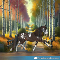 Horse Color:Black Sabino Appaloosa Rabicano and Liver Chestnut Splash Appaloosa Rabicano