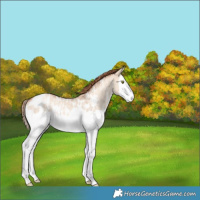 Horse Color:Gold Champagne Ice Dun Splash Appaloosa