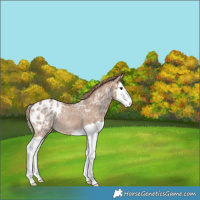 Horse Color:Red Dun Ice Splash Appaloosa Rabicano 