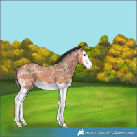 Horse Color:Bay Ice Splash