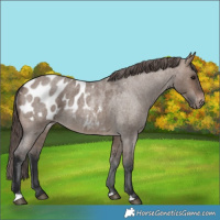 Horse Color:Brown Roan Dun Blanket Rabicano