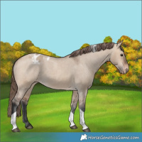 Horse Color:Bay Dun Tobiano Appaloosa Rabicano 