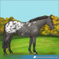 Horse Color:Grullo Near Leopard Rabicano