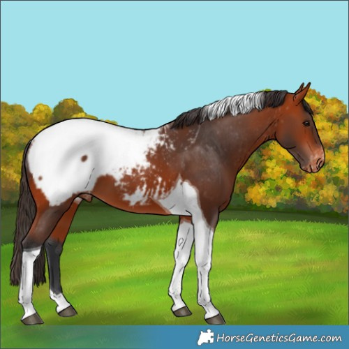 Horse Color:Bay Tobiano Appaloosa 
