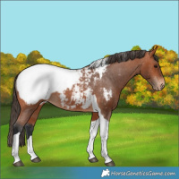 Horse Color:Bay Tobiano Near Fewspot Rabicano