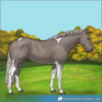Horse Color:Silver Grullo Tobiano Rabicano