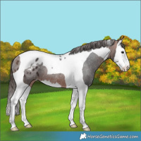 Horse Color:Bay Splash Tobiano Blanket Rabicano