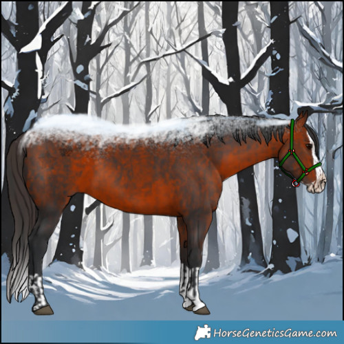 Horse Color:Brown  and Bay Splash 