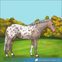 Horse Color:Silver Bay Tobiano Blanket 