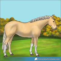 Horse Color:Palomino Tobiano 