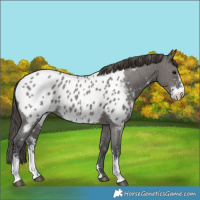 Horse Color:Grullo Sabino Near Leopard Rabicano 