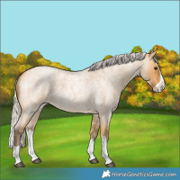 Horse Color:Silver Buckskin Roan Splash 