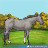Horse Color:Grullo Sabino Varnish Rabicano