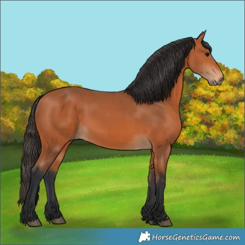 Horse Color:Bay 