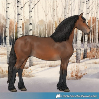 Horse Color:Bay 