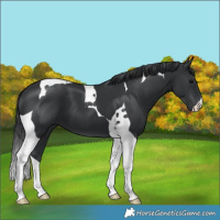 Horse Color:Black Tobiano