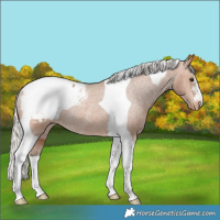 Horse Color:Silver Bay Tobiano Snowcap Rabicano 