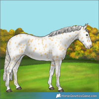 Horse Color:Palomino Tobiano Leopard 
