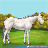 Horse Color:Buckskin Tobiano Near Leopard