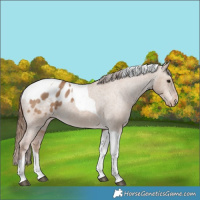 Horse Color:Red Dun Tobiano Blanket Rabicano 