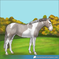 Horse Color:Brown Dun Splash Tobiano Varnish Rabicano 