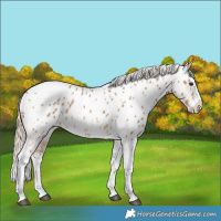 Horse Color:Chocolate Palomino Dun Splash Tobiano Near Leopard Rabicano 