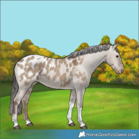 Horse Color:Liver Red Dun Tobiano Blanket Rabicano