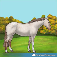 Horse Color:Red Dun Roan Tobiano Varnish Rabicano 