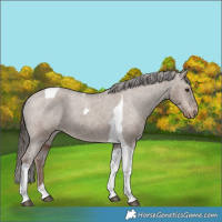 Horse Color:Liver Red Dun Tobiano Varnish Rabicano