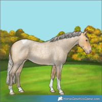 Horse Color:Silver Amber Cream Champagne Roan Tobiano Rabicano 