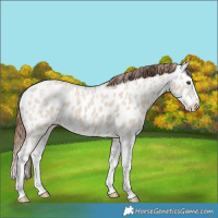 Horse Color:Classic Champagne Ice Dun Splash Near Leopard 