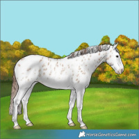 Horse Color:Red Dun Ice Sabino Splash Appaloosa 