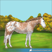 Horse Color:Chestnut Ice Splash Appaloosa Rabicano