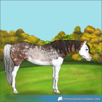 Horse Color:Bay Ice Splash