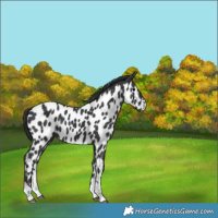 Horse Color:Black Near Leopard 