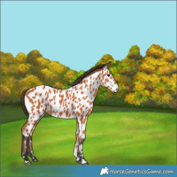 Horse Color:Bay Near Leopard 