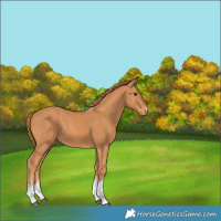 Horse Color:Chestnut 