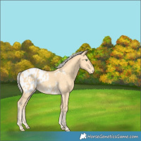 Horse Color:Gold Cream Champagne Appaloosa