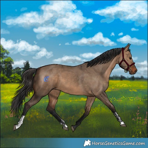 Horse Color:Brown Dun  and Brown Dun 